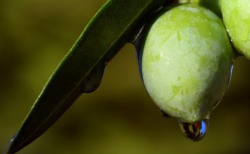 hasa dönemlerine göre sızma zeytinyağı, erken hasat, geç hasat