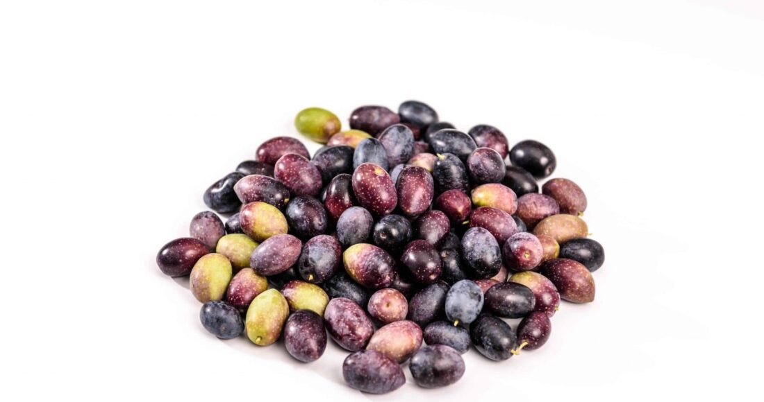 zeytin yapımı